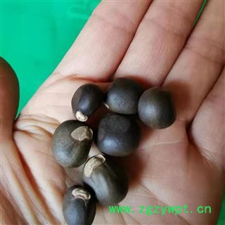 九盛堂中药材文冠果 文冠木 文官果 土木瓜 温旦革子图4