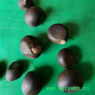 九盛堂中药材文冠果 文冠木 文官果 土木瓜 温旦革子图2