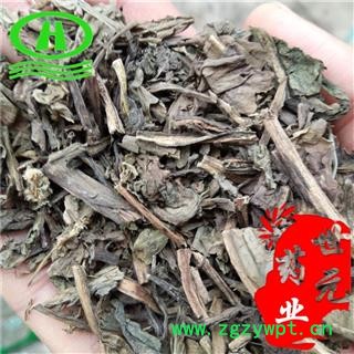 世元药业 大青叶 别称-蓝叶 蓝菜 菘蓝图2