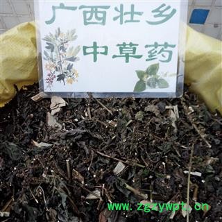 广西壮乡中草药 野生 紫苏 全草 产地 广西柳州图2