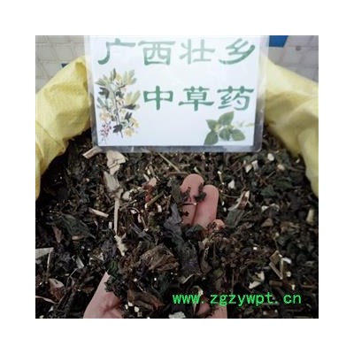 广西壮乡中草药 野生 紫苏 全草 产地 广西柳州