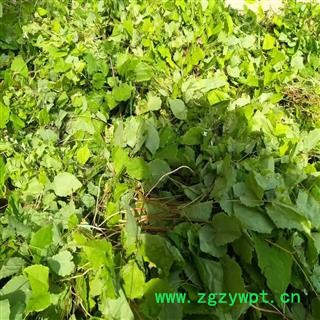 甘肃陇南野生淫羊藿  淫羊藿苷0.87精选选货图4