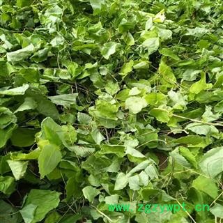 甘肃陇南野生淫羊藿  淫羊藿苷0.87精选选货