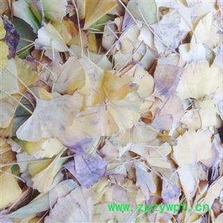 银杏叶 黄色 产地 河南省图2