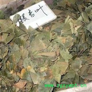银杏叶 统 青色 产地 河南省图2