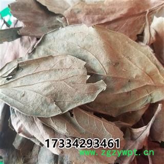 柿叶 北方手摘柿叶 秋后叶  柿子叶图3