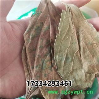 柿叶 北方手摘柿叶 秋后叶  柿子叶图4