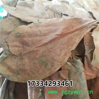 柿叶 北方手摘柿叶 秋后叶  柿子叶图2