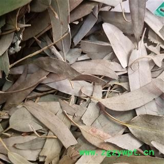 桉叶 桉树叶图2