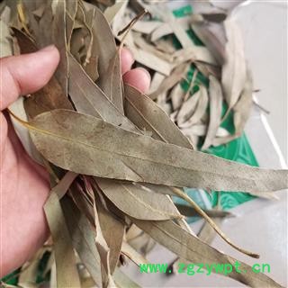 桉叶 桉树叶图4