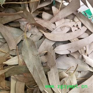 桉叶 桉树叶图3