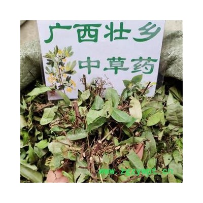 广西壮乡中草药 野生 含量高 新绿 络石藤 产地 广西柳州