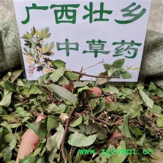 广西壮乡中草药 野生 含量高 新绿 络石藤 产地 广西柳州图4