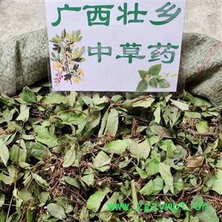 广西壮乡中草药 野生 含量高 新绿 络石藤 产地 广西柳州图2