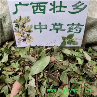 广西壮乡中草药 野生 含量高 新绿 络石藤 产地 广西柳州图3