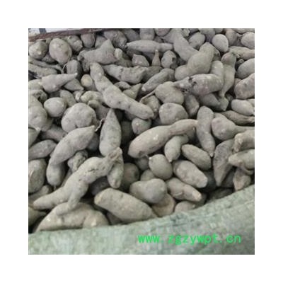 瑞森药材行大量供应 三叶青 金线吊葫芦 丝线吊金钟