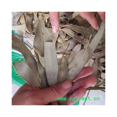 瑞森药材行桉叶 桉树叶 大统货散装今年新货产地直销量大从优