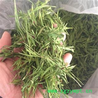 竹叶 石竹茶 竹叶茶 统货可泡茶 产地 山东省图2