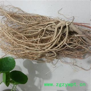 瑞森药材行岩参 石参根 白石参图2