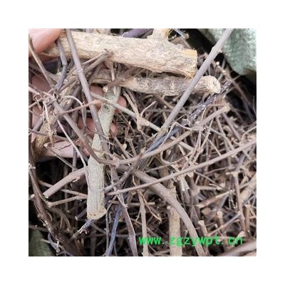 瑞森药材行扭肚藤  猪肚勒 白花茶 青藤仔花新货产地直销