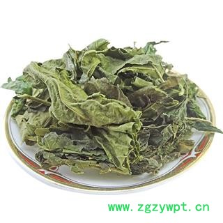 桑叶  霜桑叶 霜后桑叶 桑叶 青桑叶图4