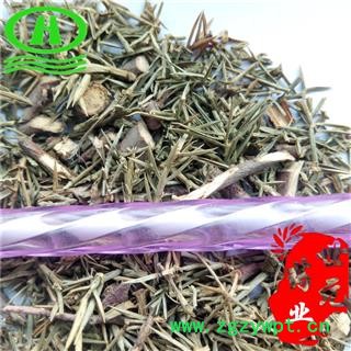 世元药业 刺柏 真正正品 翠柏 杉柏 垂柏 山杉 台桧 台松 山刺柏 香柏 草绿柏图2