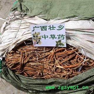 广西壮乡中草药 桑白皮 桑根白皮 桑根皮 桑皮 白桑皮 产地 广西柳州图2