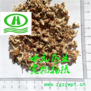 世元药业 苹果花 正品 新货 天然图2