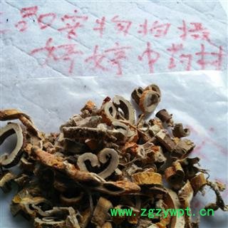 白桑皮统产地广西壮族自治区玉林市陆川县图2