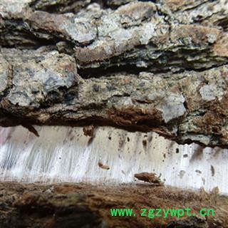 杜仲皮 1000克 厚皮图3