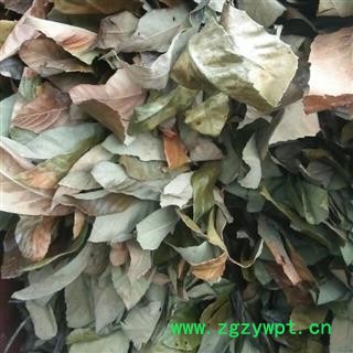 广西壮乡中草药 产地长期大货 枇杷叶 产地 广西柳州图2