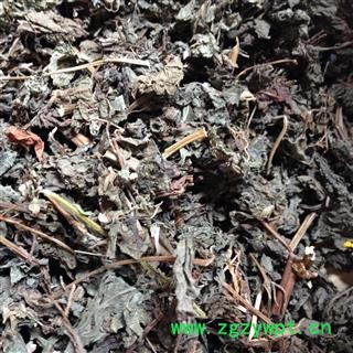 紫苏叶 紫苏叶全叶选货 产地 河南省 批发各种冷背中草药个子图2