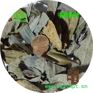 世元药业 柳叶 柳树叶 垂柳 杨柳 小杨 水柳 青丝柳 垂丝柳 清明柳图4