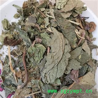 瑞森药材行桑叶 青桑叶另有霜桑叶 霜桑叶图2