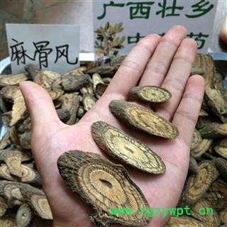 广西壮乡中草药 野生 麻骨风 买麻藤 买子藤 驳骨藤 大节藤 产地 广西柳州图2