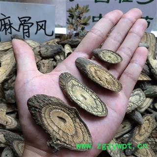 广西壮乡中草药 野生 麻骨风 买麻藤 买子藤 驳骨藤 大节藤 产地 广西柳州图3