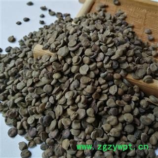 瑞森药材行 望江南  金豆子 羊角豆 大更药 狗屎豆 大夜明 夜关门 假决明 山咖啡图2