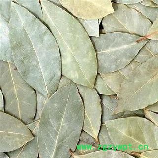 香叶 统货 产地 广西壮族自治区 凯捷中药图2