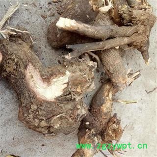 酸枣树皮 根段 产地 河南省平顶山市汝州市图2