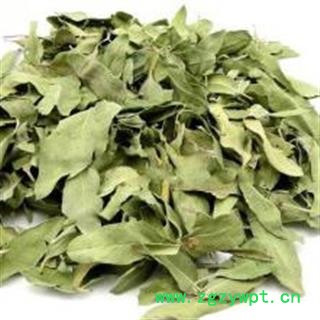 罗布麻叶 罗布麻叶选货 产地 新疆维吾尔自治区图2