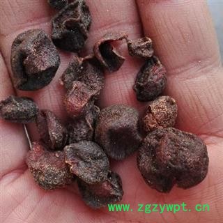 吉康药业山黄皮  假黄皮 野黄皮 五薯叶 过山香沙黄皮 鸡皮果 鸡母黄图2