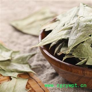 十大功劳叶 功劳叶 枸骨叶 猫儿刺 八角刺 老鼠刺图3