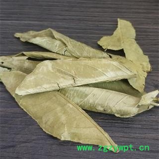 橘子叶干 橘叶  金橘叶 桔子叶 橘叶图3