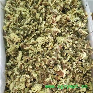 迎春花 迎春花茶 勿忘我 黄色勿忘我   批发花草茶产地 云南图2