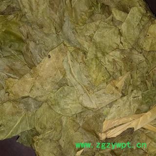 圣草康园黄皮叶油皮 油梅今年新货颜色好图2