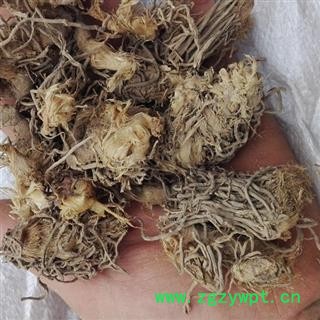 吉康药业起阳草韭菜根 草钟乳 长生草 扁菜 壮阳草 洗肠草图2