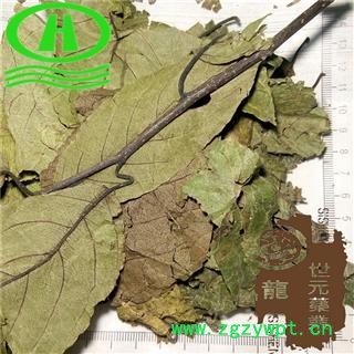 世元药业 杜仲叶 实物图片 优质 种植图2