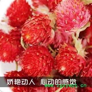 红巧梅 1000克 巧红梅图2