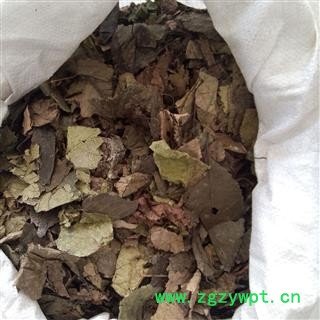 杜仲叶 统 产地 四川省 批发各种冷背中草药个子图2