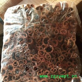 肉桂 小烟桂 产地 广西壮族自治区图2